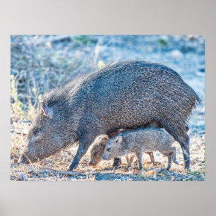 Póster Cerdos De Javelina Bebé Y Madre En El Sur De Texas