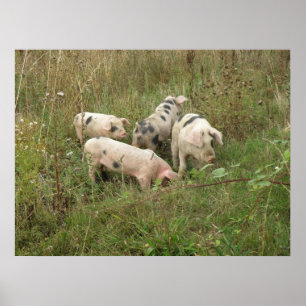 Póster Cerdos en un Poster de campo