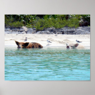 Póster Cerdos nadando en un Poster de playa