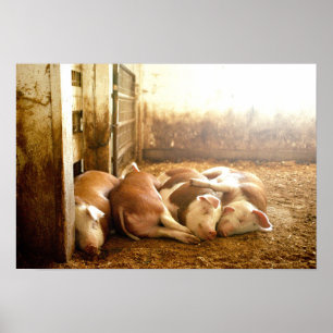 Póster Cerdos Snuggling de las imágenes el   de Getty