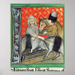 Póster Cerdos y caballos de la cría