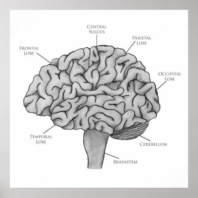 Póster Cerebro científico (Frente)