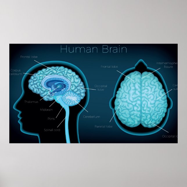 Póster Cerebro humano (Frente)