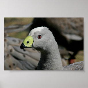 Póster Cereopsis novaehollandiae o Cabo Barren Goose
