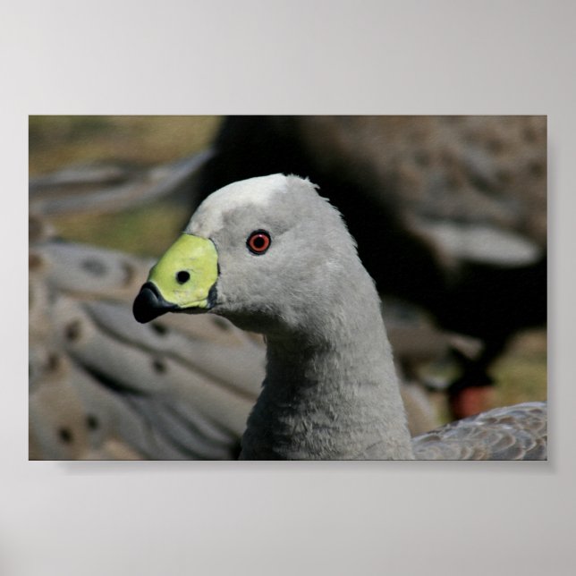 Póster Cereopsis novaehollandiae o Cabo Barren Goose (Frente)