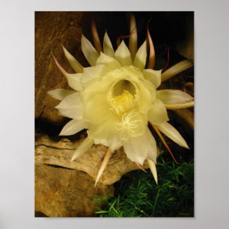 PÓSTER CEREUS DE BLOOMING NOCTURNO