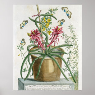 Póster Cereus Minimus, c.1745 (lito coloreado)