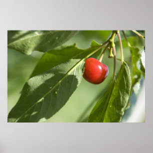Póster cereza roja