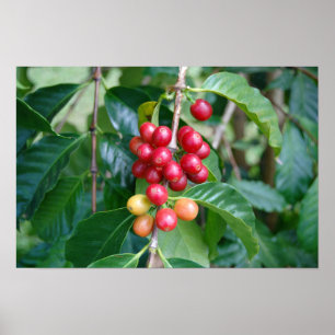 Póster Cerezas de café Kona madurando, Hawái