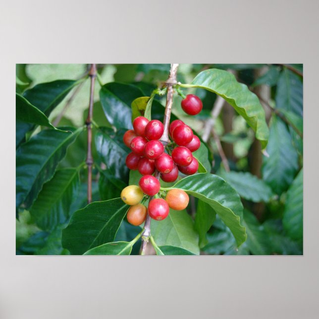 Póster Cerezas de café Kona madurando, Hawái (Frente)