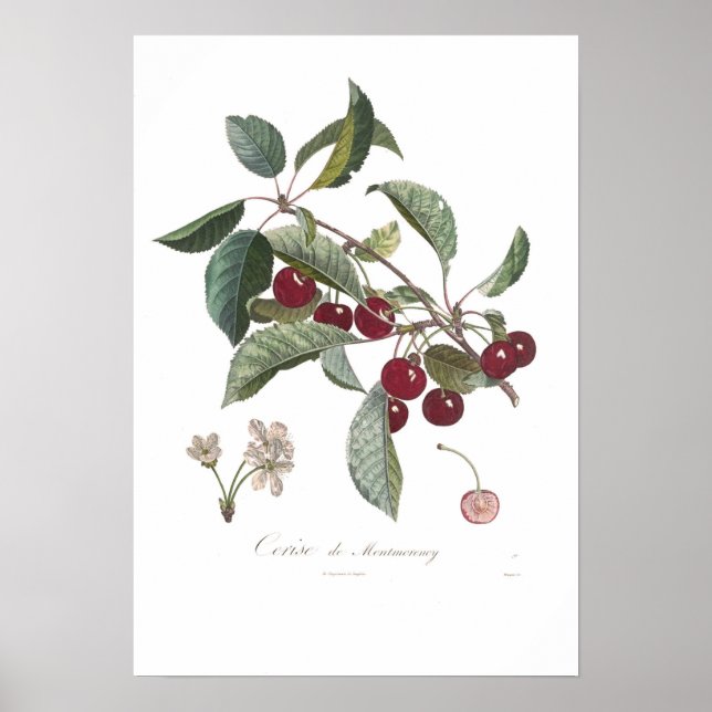 Póster Cerezo, Cerise de Montmorency (Frente)