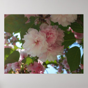 Póster Cerezo de Flor Doble I Floral de Primavera