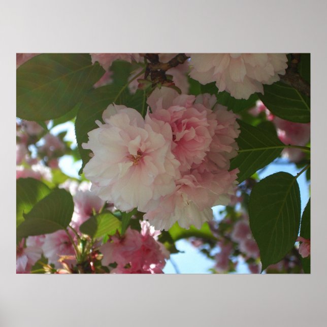 Póster Cerezo de Flor Doble I Floral de Primavera (Frente)