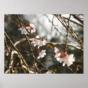 Póster Cerezo de llanto 2