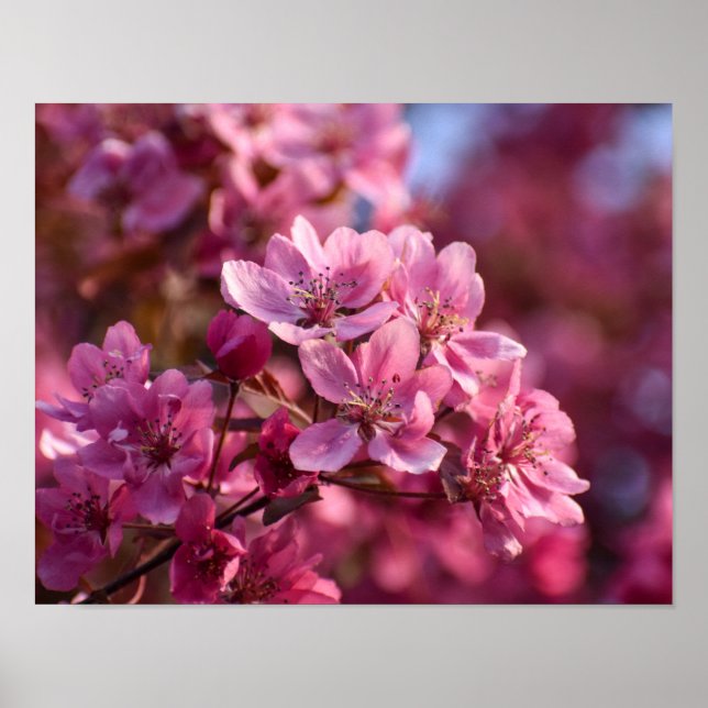 Póster Cerezo en flor (Frente)