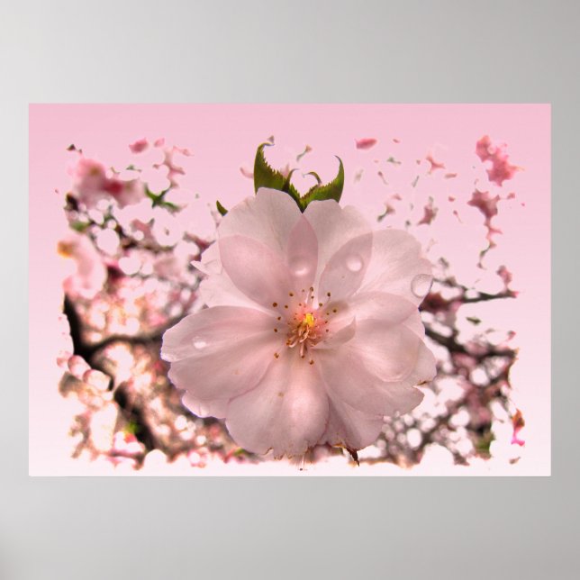 Póster Cerezo en flor (Frente)