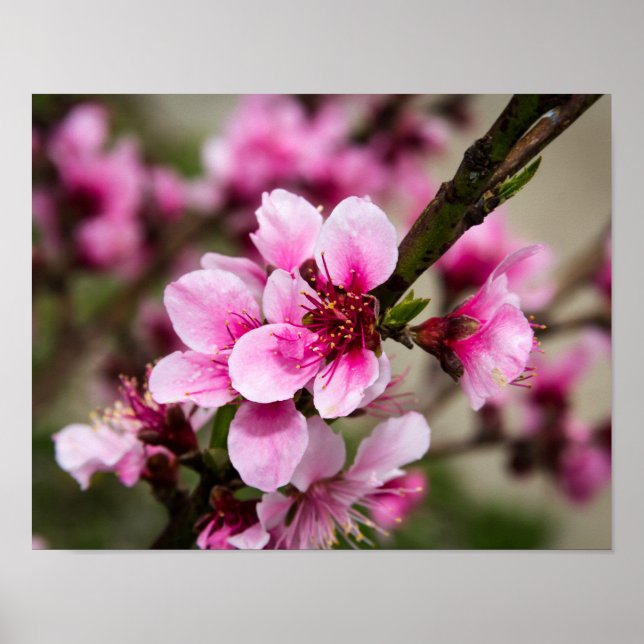 Póster Cerezo en flor (Frente)