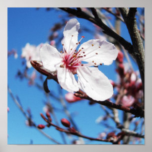 Póster Cerezo en flor 2