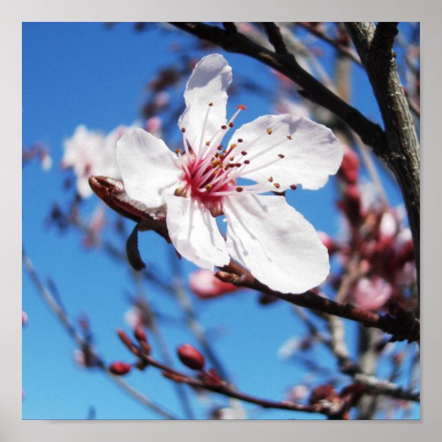 Póster Cerezo en flor 2 (Frente)