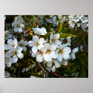 Póster Cerezo en flor II