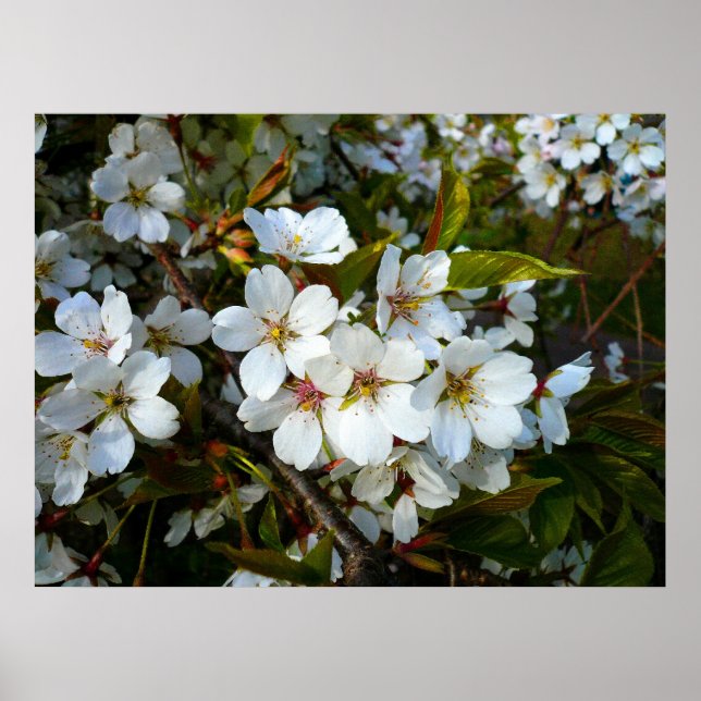 Póster Cerezo en flor II (Frente)