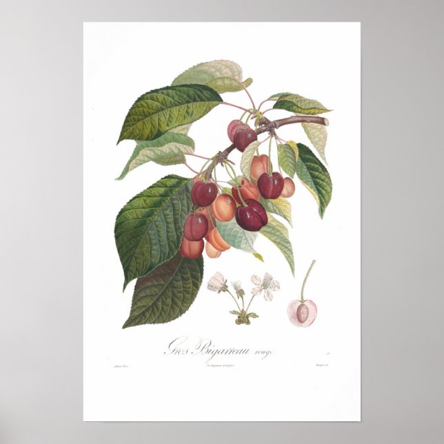 Póster Cerezo, en forma de gran corazón (Frente)