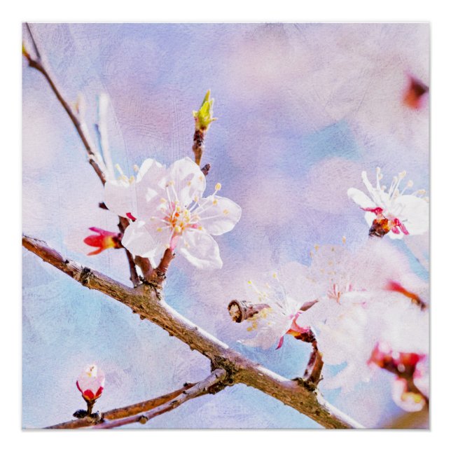 Póster Cerezo japonés - Sakura en flor (Anverso)