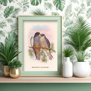 Póster Cernícalo de pez rojo de ala blanca