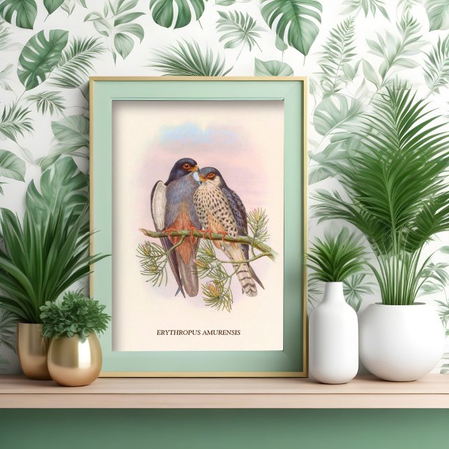 Póster Cernícalo de pez rojo de ala blanca (Subido por el creador)