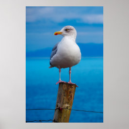 Póster Cerradura de gaviota