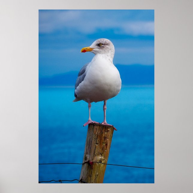 Póster Cerradura de gaviota (Frente)