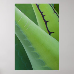 Póster Cerrar Agave