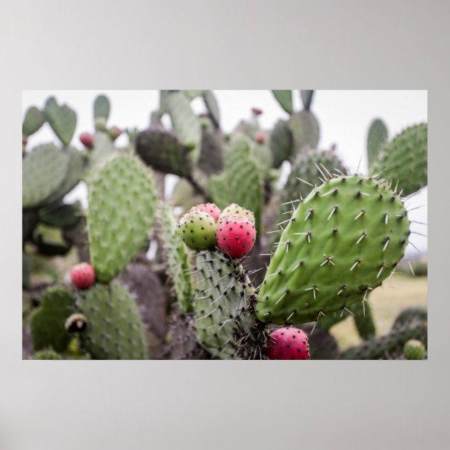 Póster Cerrar Cactus Pear Picos (Frente)
