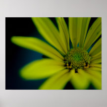 Cerrar flor silvestre amarillo