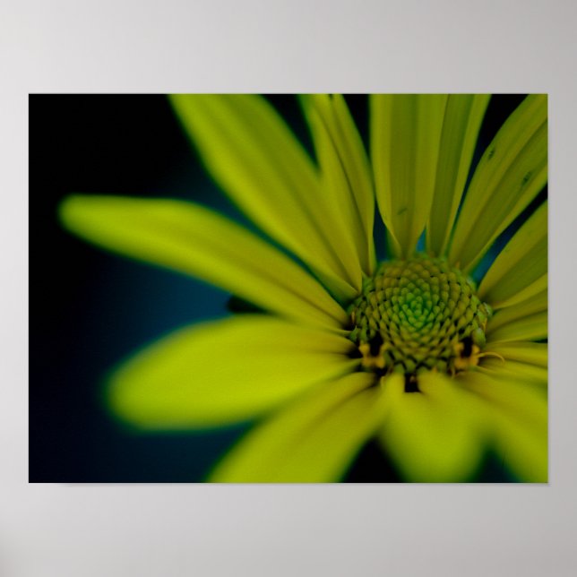 Póster Cerrar flor silvestre amarillo (Frente)