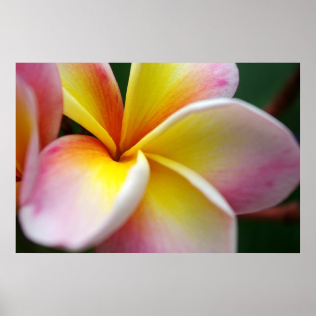 Póster Cerrar Frangipani (Frente)