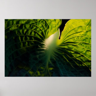 Póster Cerrar hoja verde de Hosta en negro