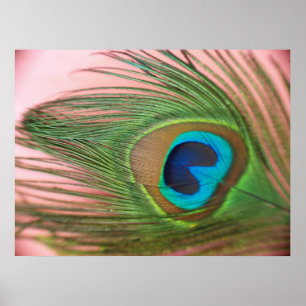 Póster Cerrar la pluma de pavo real con rosado