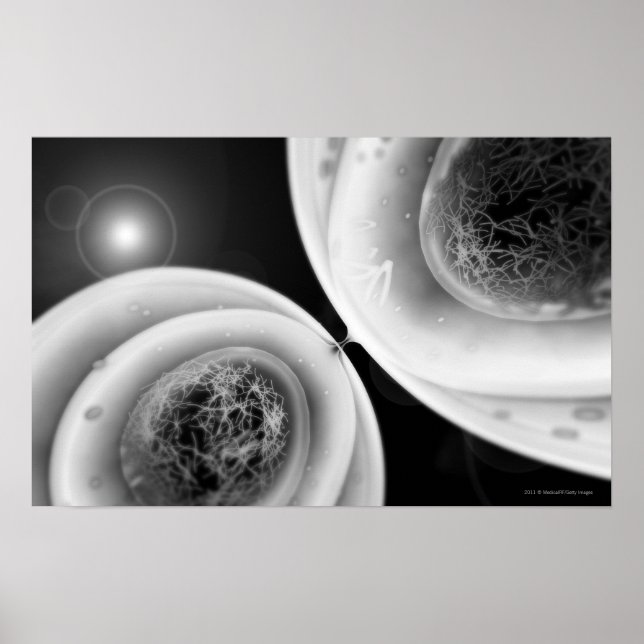 Póster Cerrar la vista a la división de celdas (Frente)