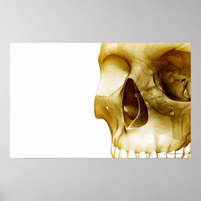 Póster Cerrar la vista frontal del cerebro dentro de un c (Frente)