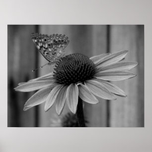 Póster Cerrar mariposa