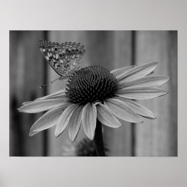 Póster Cerrar mariposa (Frente)