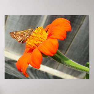 Póster Cerrar mariposa