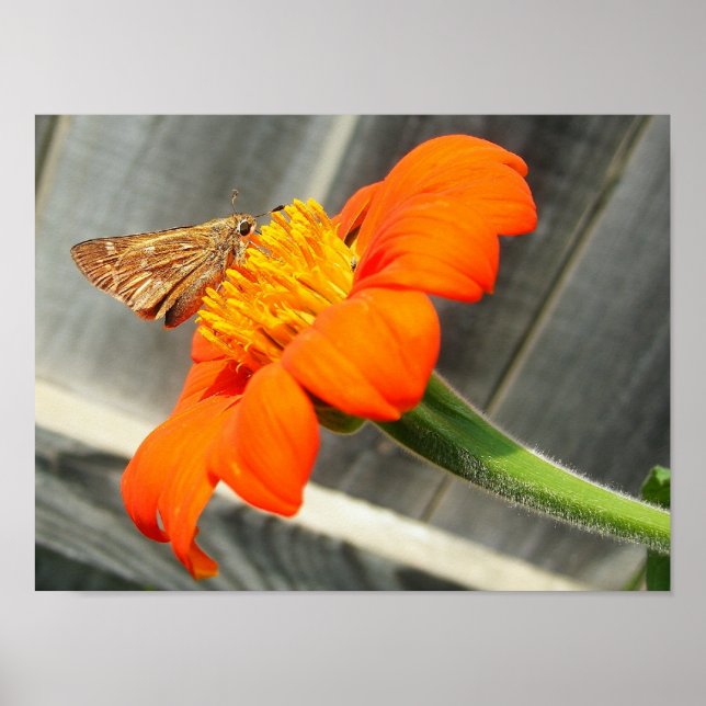 Póster Cerrar mariposa (Frente)