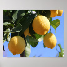 Cerrar rama con papel de Poster de lemones (mate)