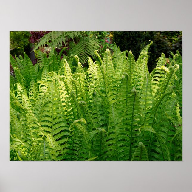 Póster Cerrar un helecho de dama en un jardín francés (Frente)