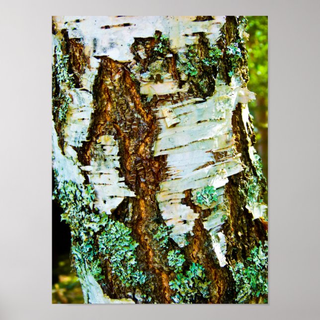 Póster Cerrar un Poster de árbol (Frente)