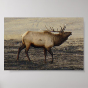 Póster Cerro E40 Bugler Alce Toro