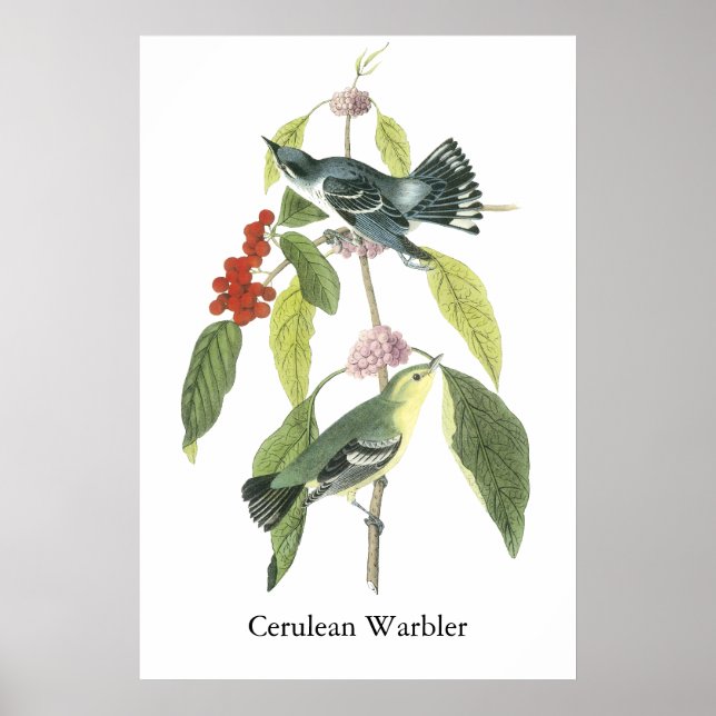 Póster Cerulean Warbler, John Audubon (Frente)
