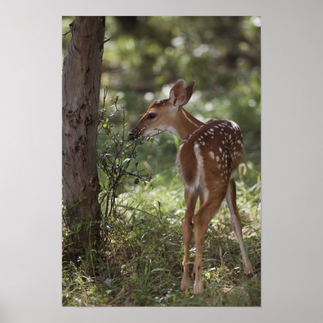 Póster Cerveza blanca, Odocoileus virginianus, 2 (Frente)